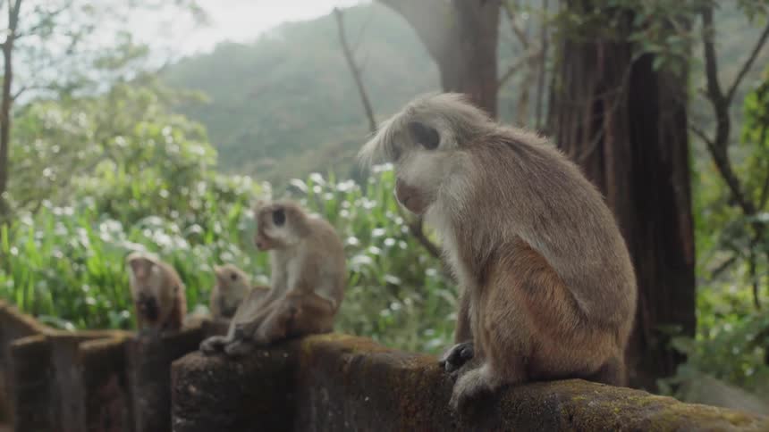 Several primates sitting on a ledge and one hops away