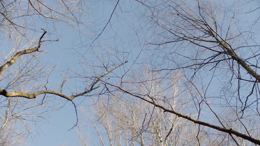Tree branches bare of leaves hang across the road