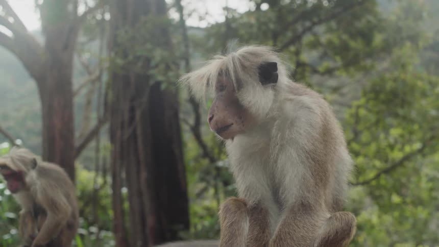 A monkey climbs up over a wall where others are sitting