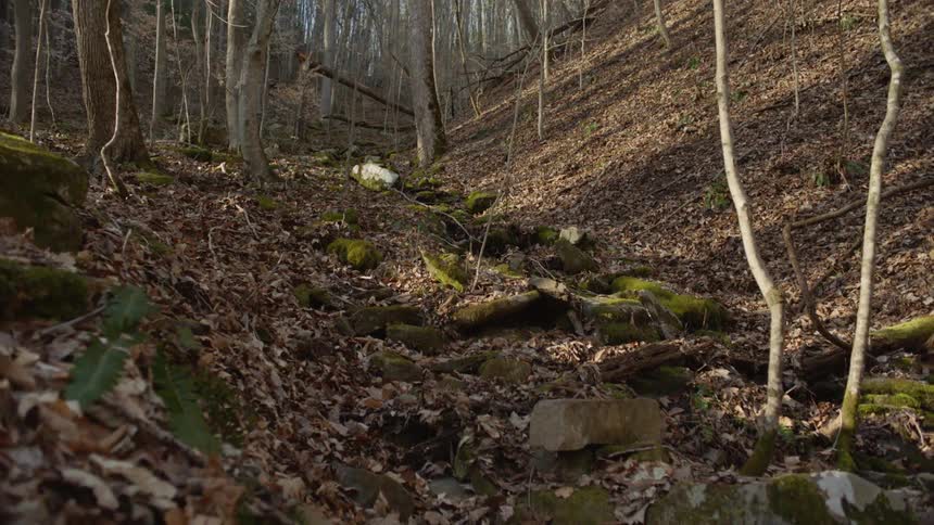 Woods covered with dead brown leaves