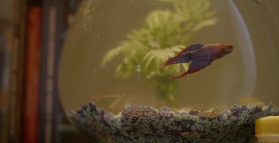 Goldfish swims in a small fishbowl
