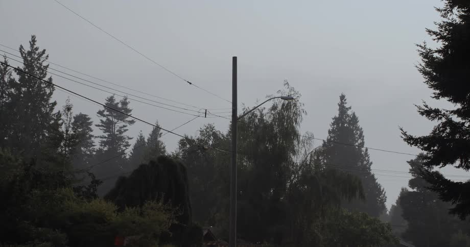 The tall trees are around the power line