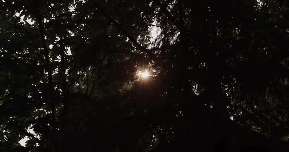 The sun shines through tree branches