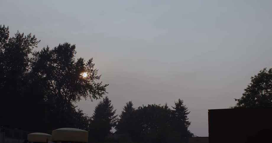 The sun is visible behind tree branches