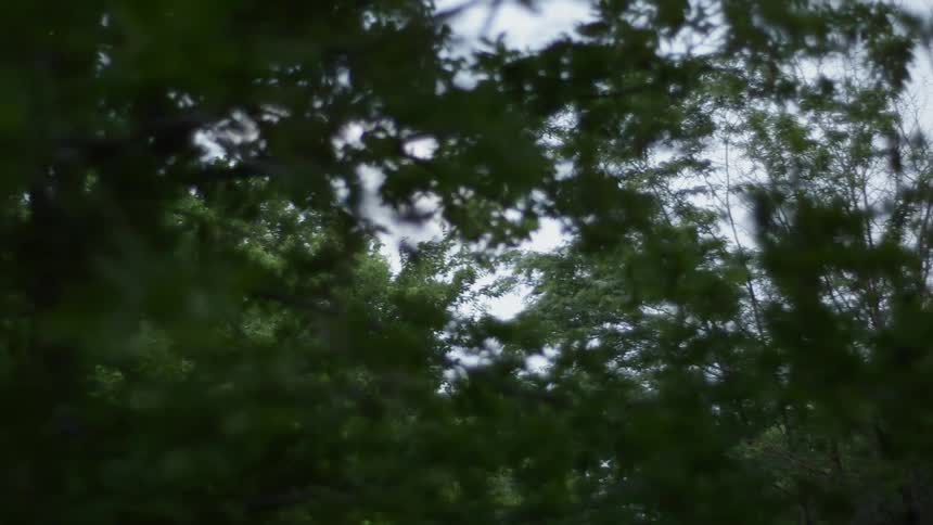 The many branches block the sky