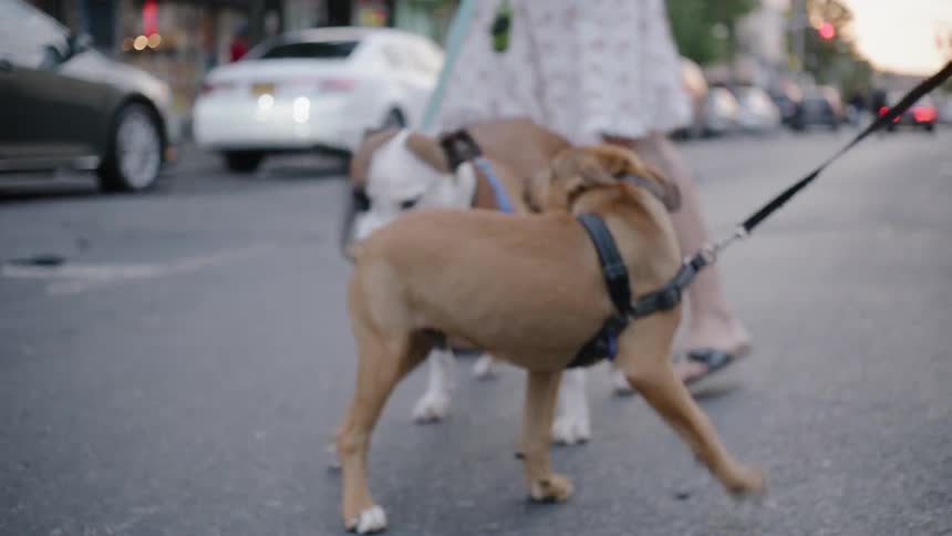 Dogs sniff each other while being walked on leashes