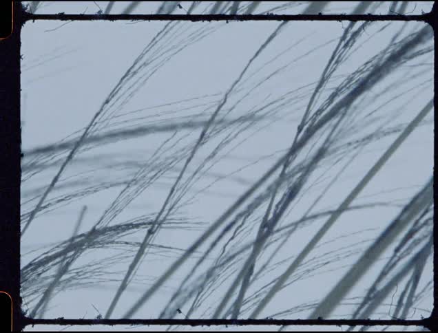 The wind blows the tall grass