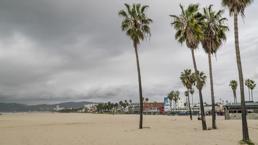 Wind blows the palm trees on a beach