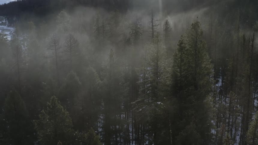 The tall trees are covered with fog