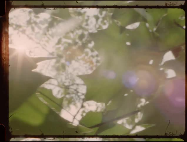 Sunlight filters through leaves