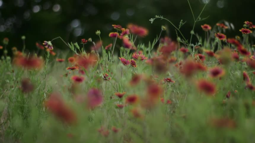 Wildflowers in a field