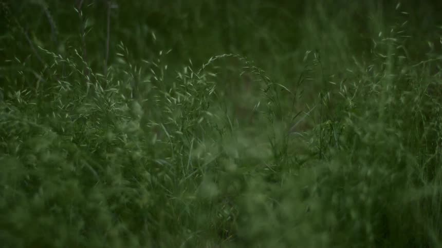 Wind blows through grass in a rural field
