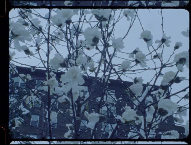A petal falls off a blossoming tree near a building