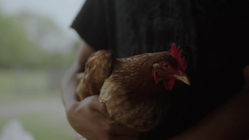 A man is holding a chicken and gently petting it