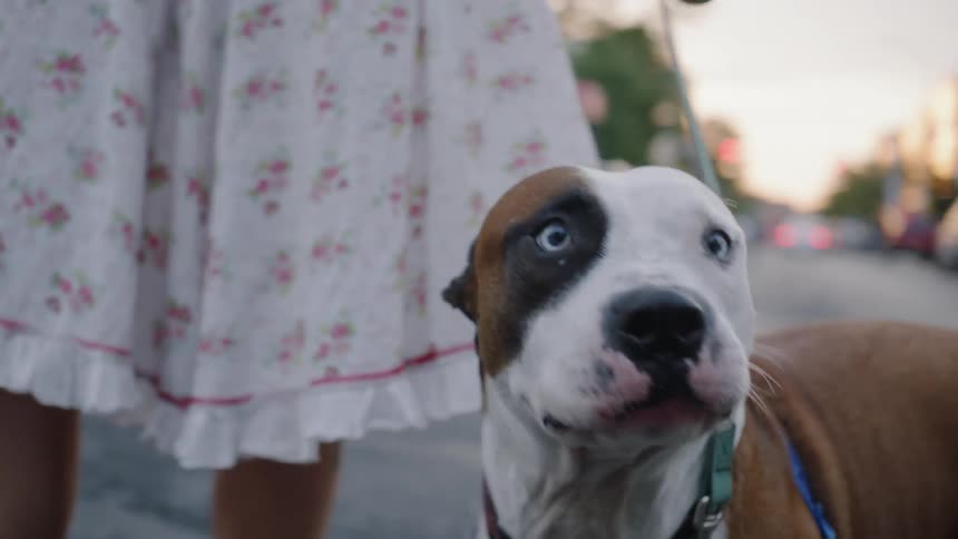 Dog in harness stands on city street