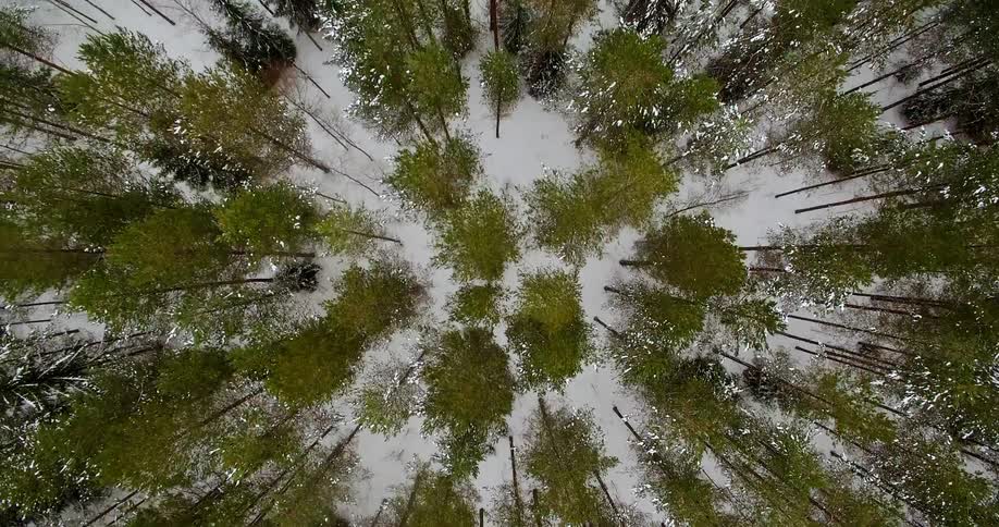 The many trees below are tall and green