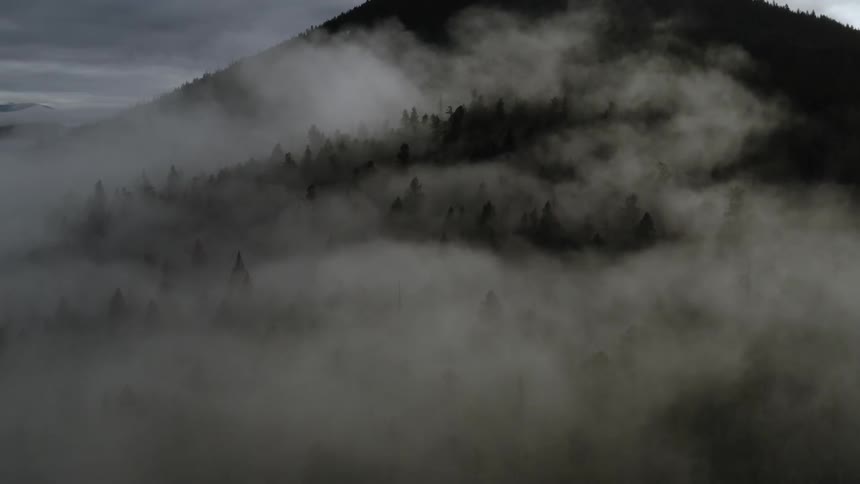 Fog is lingering on a hillside covered with trees during the day