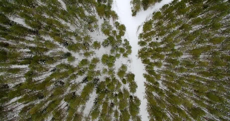 Trees grow in a snowy forest