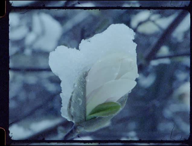 Snow falls on a white flower