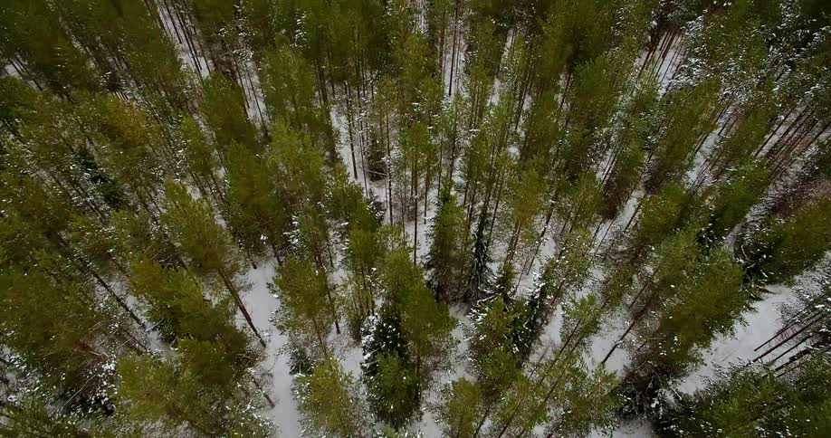 Snowy woodland from above