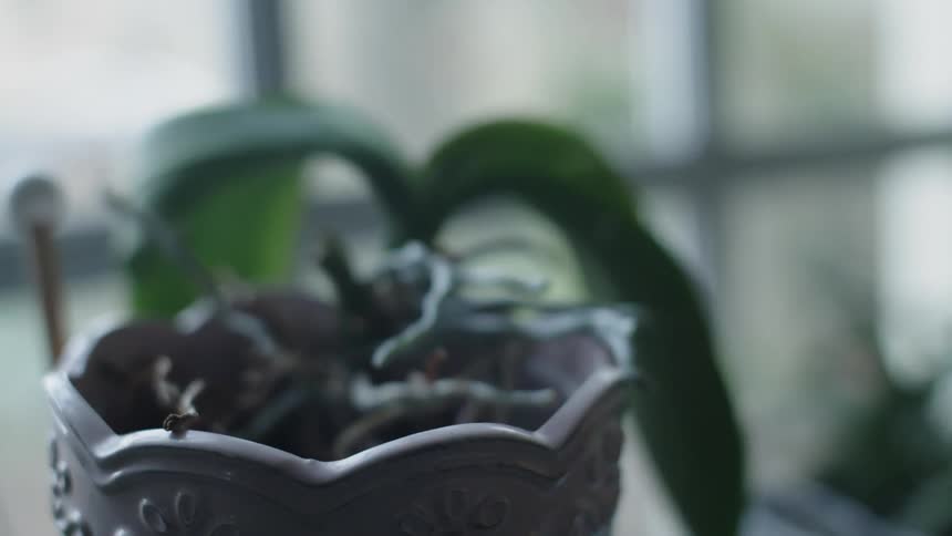 A plant sits near the window