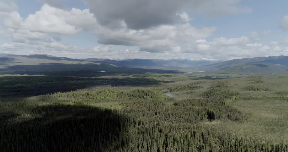 Forest trees with hills and mountains on the horizon