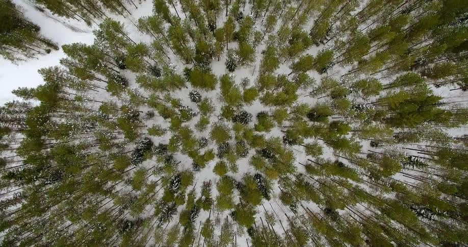 Trees stand in a snowy forest