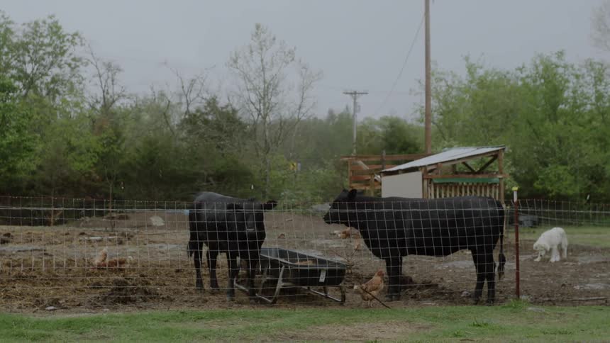 Rain falls around farm animals