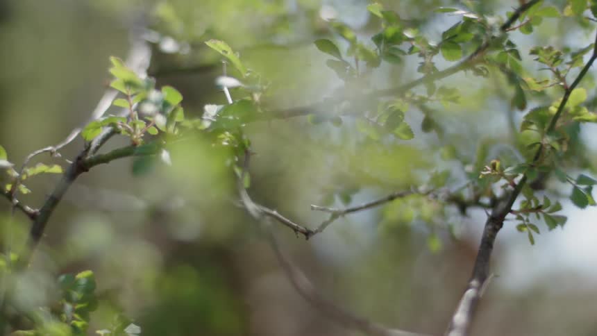 The branches have small leaves all over budding