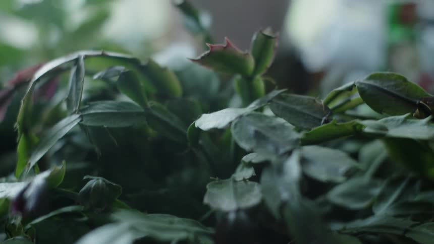 A christmas cactus grows in a pot
