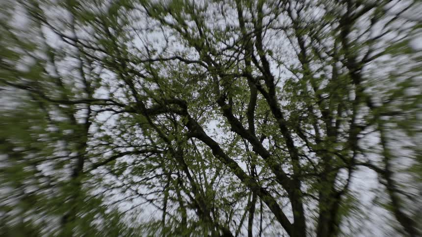 Tangled tree branches on a cloudy day