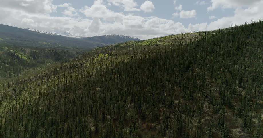 Pine trees cover a mountainside