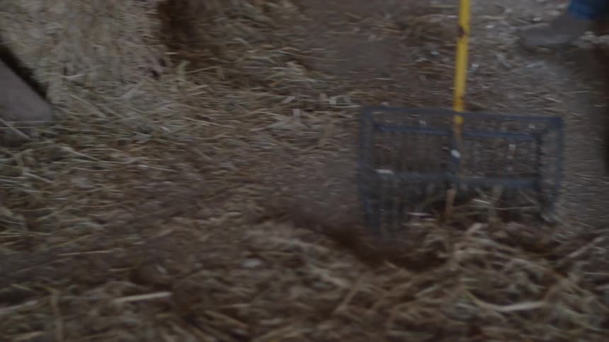 Man rakes up some straw and deposits it into a wheelbarrow