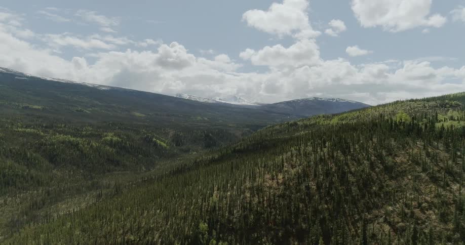 Trees stand tall on a mountain side under a blue sky