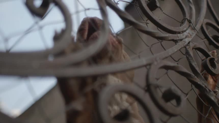 A dog is barking at the fence