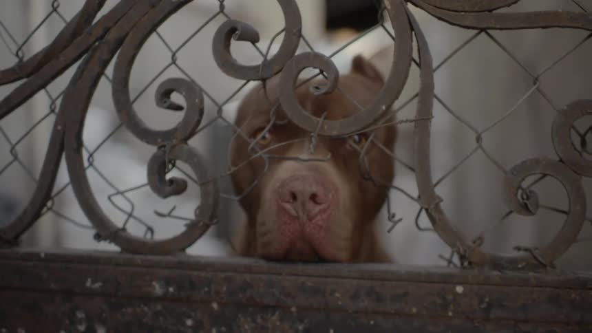 A dog looks through a fence