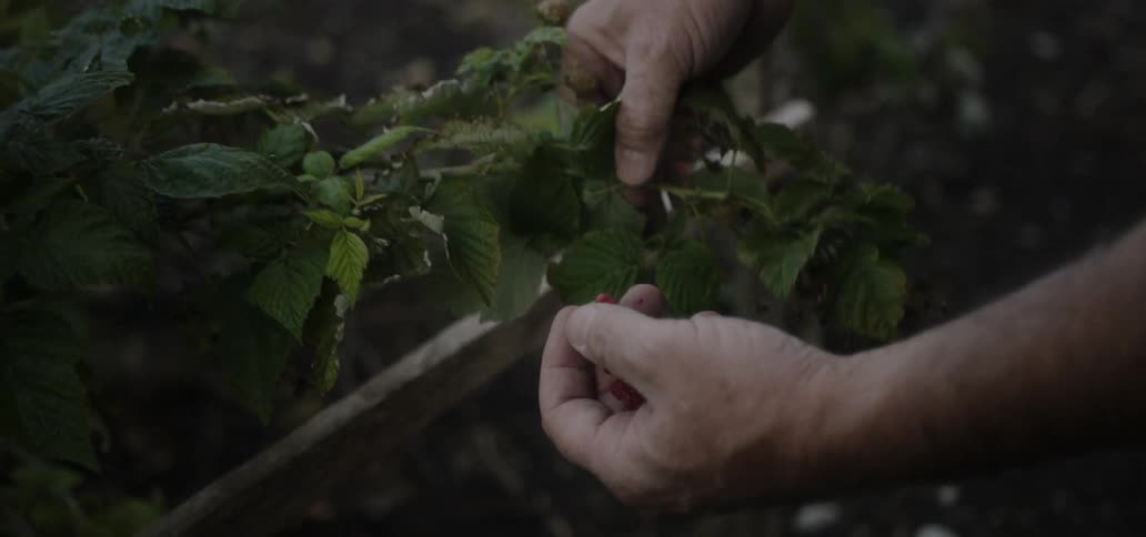 Man picks raspberries in a garden