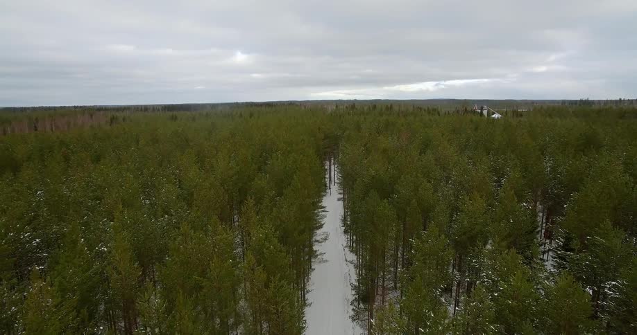 Road in between thick forest on cloudy day