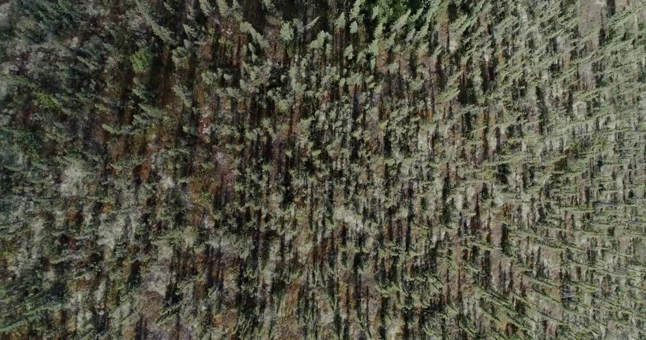A very dense large forest is below
