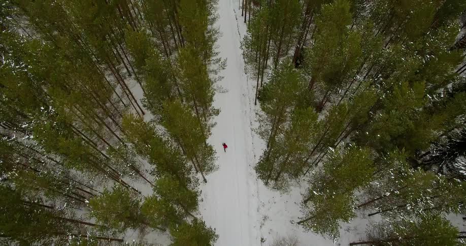 A person runs past the tall trees on the snow covered trail