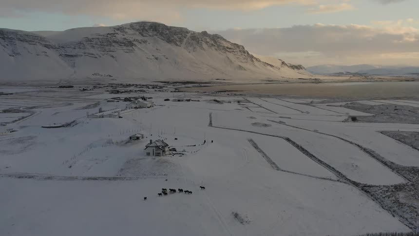 Animals run together on the snow covered field by a farm