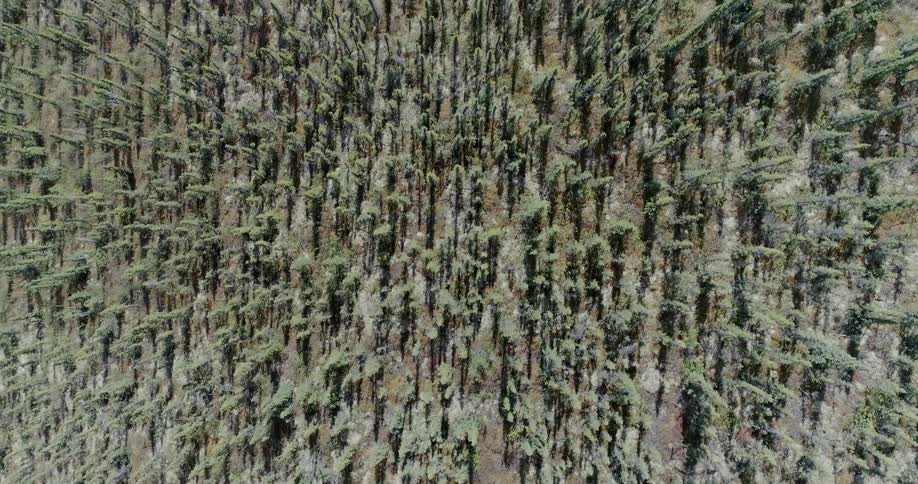 Trees in a forest are dusted with snow