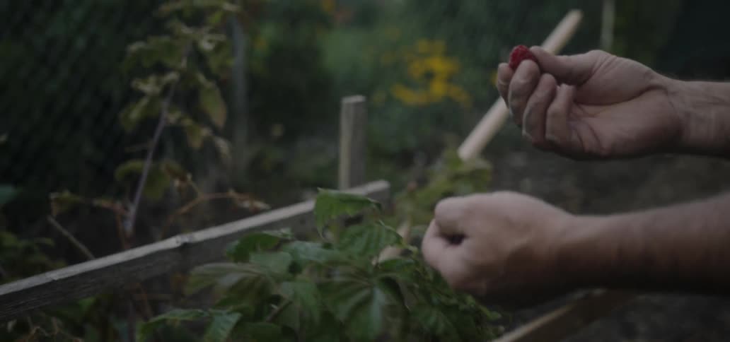 A man picks a berry off the garden vine and eats it