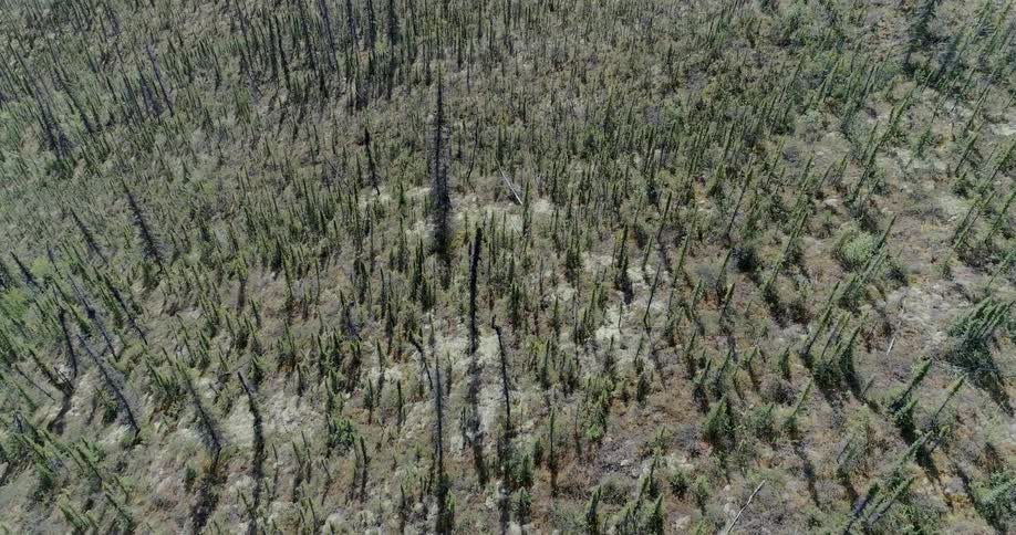Pine trees cover a mountainside