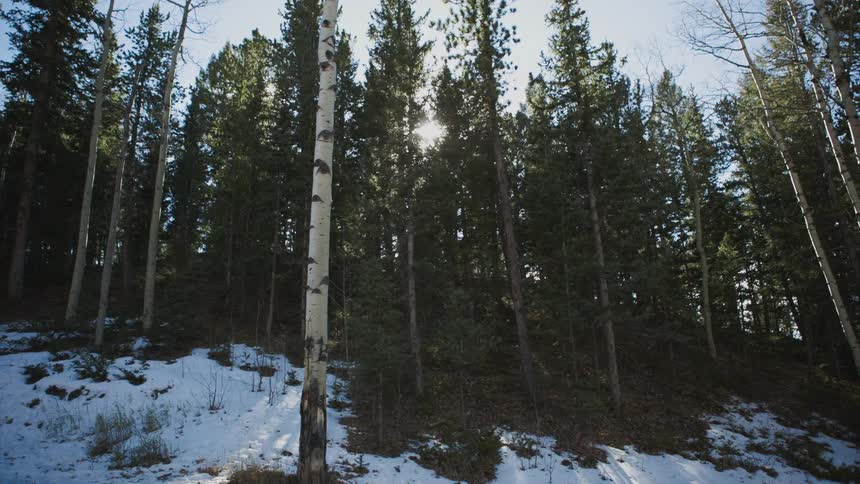 Tall forest trees on a hill partially covered with snow