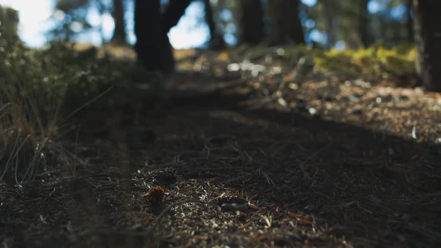 A person walks down a wooded path
