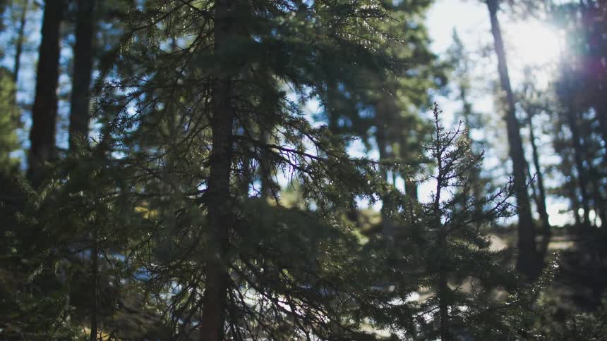 A tree grows amidst the snow covered forest