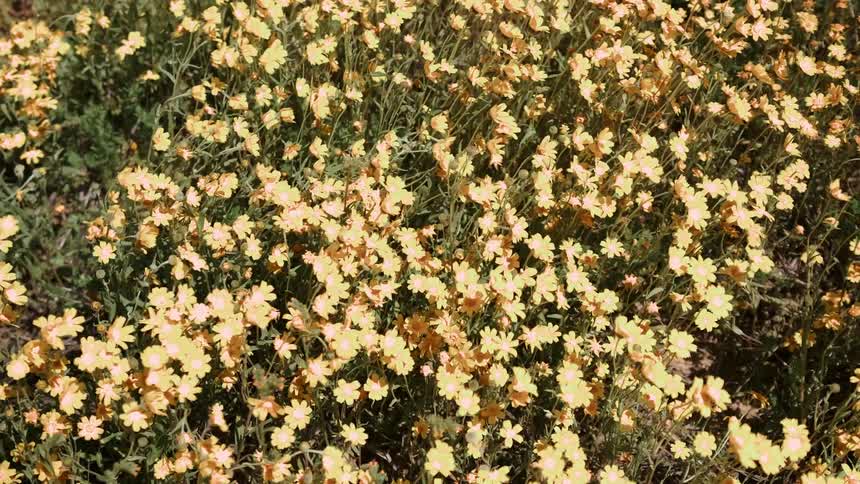 Wind blows through flowers in a field