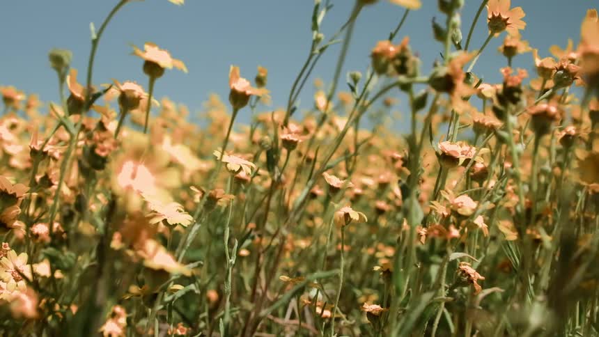 Yellow flowers blow in the breeze