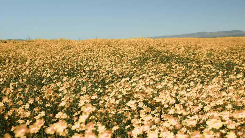 Yellow flowers blow in the breeze